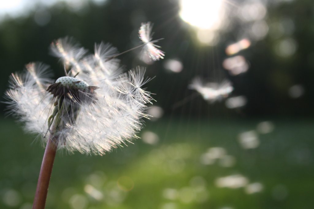 dandelion blowing in the wind